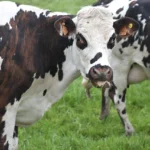 Geneticky modifikovaná kráva dokáže produkovat mléko podporující aktivitu lidského inzulinu